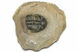 Hollardops Trilobite - Foum Zguid, Morocco #363218-3